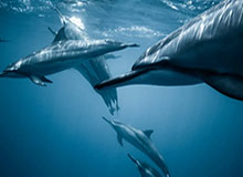 开云官网-米兰冬奥会自由式滑雪项目前瞻：中国队多点冲金